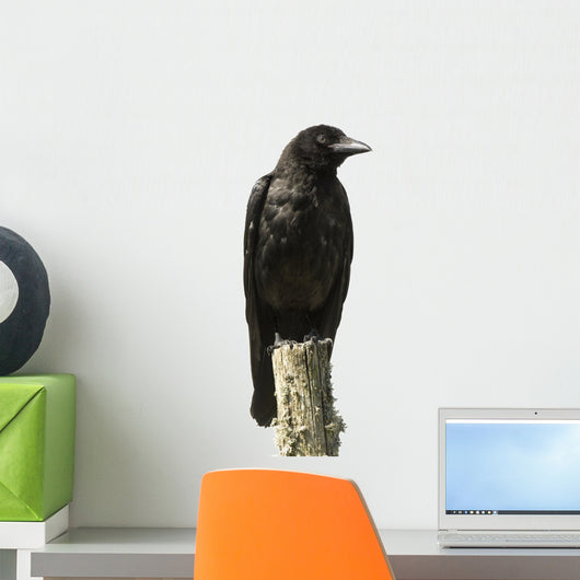 Young Carrion Crow Wall Decal