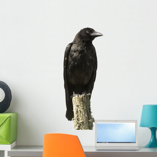 Young Carrion Crow Wall Decal