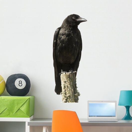 Young Carrion Crow Wall Decal