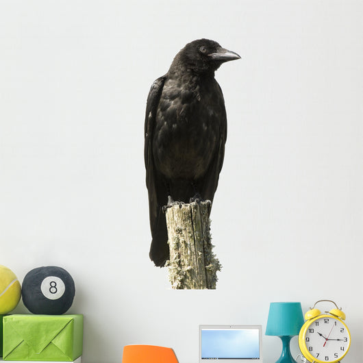 Young Carrion Crow Wall Decal