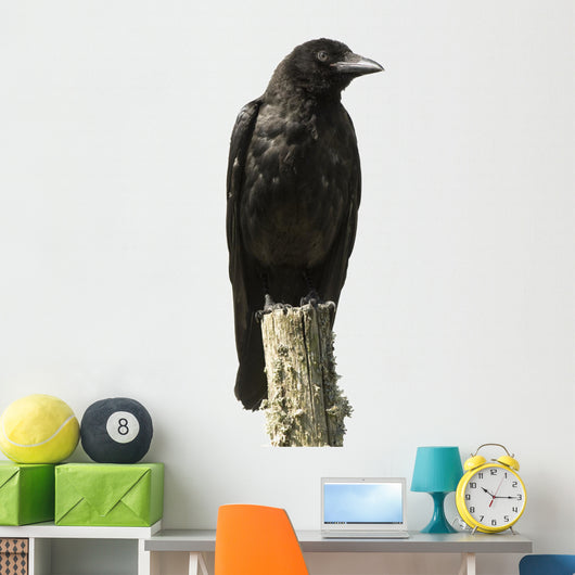 Young Carrion Crow Wall Decal