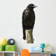 Young Carrion Crow Wall Decal
