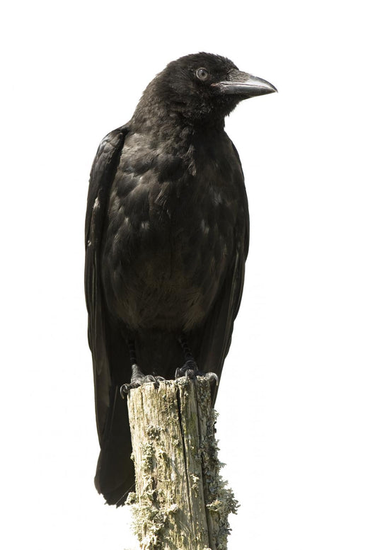Young Carrion Crow Wall Decal