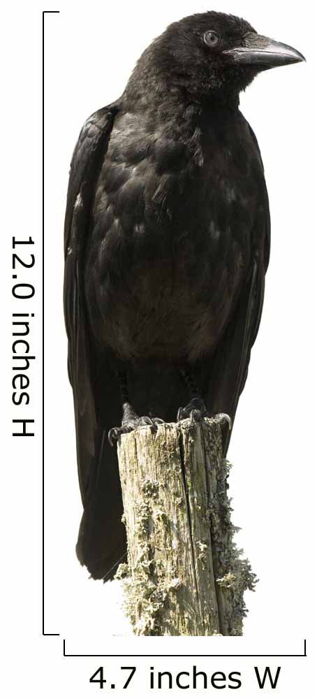 Young Carrion Crow Wall Decal