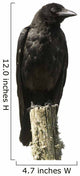 Young Carrion Crow Wall Decal
