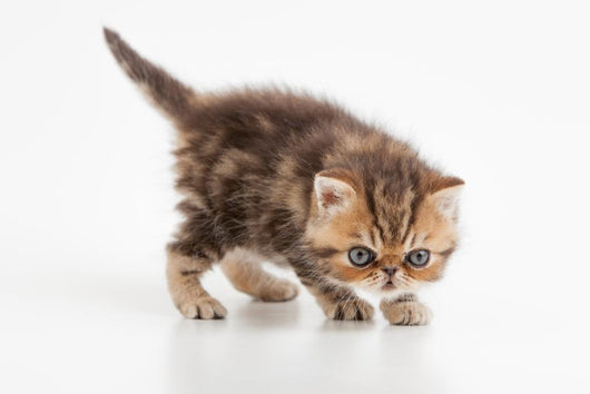 Little Fluffy Persian Kitten Wall Decal