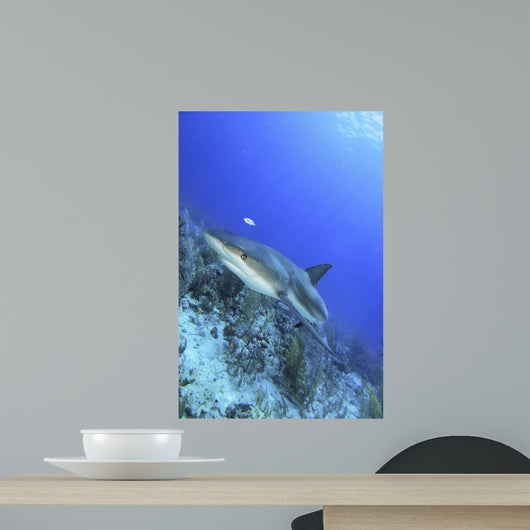 Reef Shark 2 Wall Decal