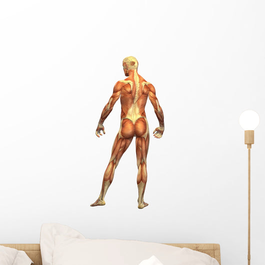 Human Body Muscle Male Wall Decal