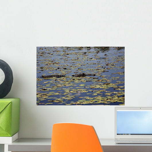 Alligator Resting River Myakka Wall Decal