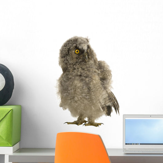 Long-eared Owl 7 Weeks Wall Decal
