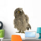 Long-eared Owl 7 Weeks Wall Decal