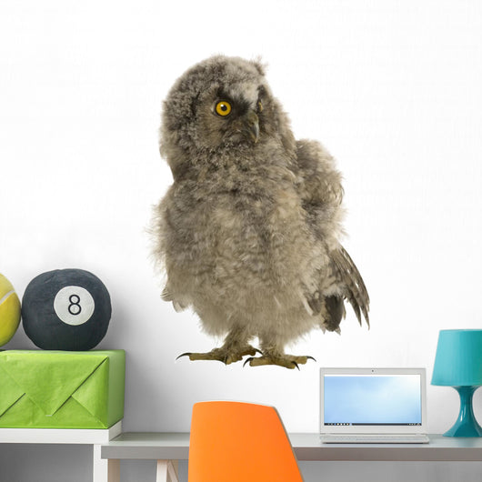 Long-eared Owl 7 Weeks Wall Decal