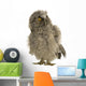 Long-eared Owl 7 Weeks Wall Decal
