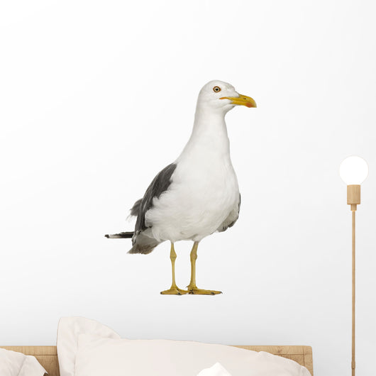 Herring Gull Seagull Wall Decal
