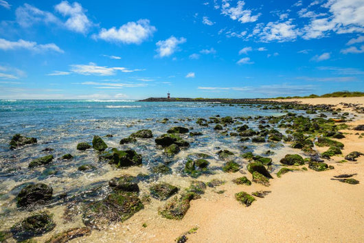 Beach Punta Carola Galapagos Wall Decal