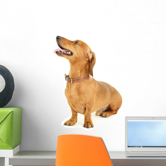Dachshund Dog White Wall Decal