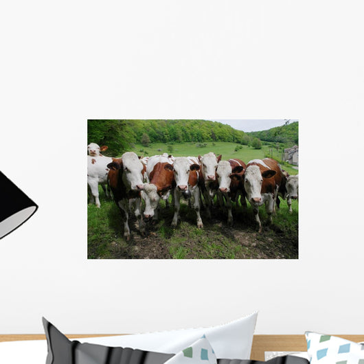 Herd Dairy Cows Wall Decal