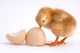 Chicken Wall Decal