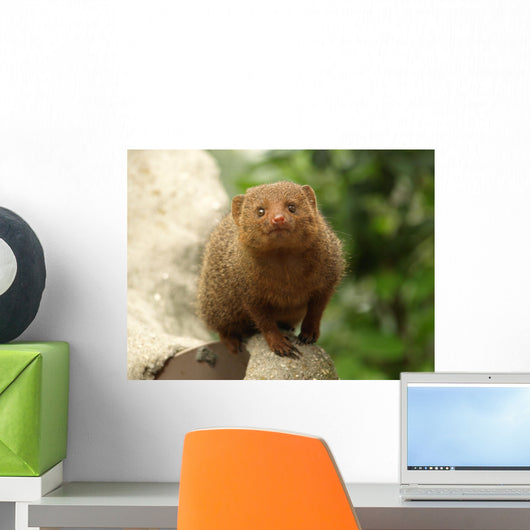 Dwarf Mongoose Snake Killer Wall Decal