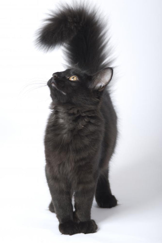 Norwegian Forest Cat Looks Wall Decal