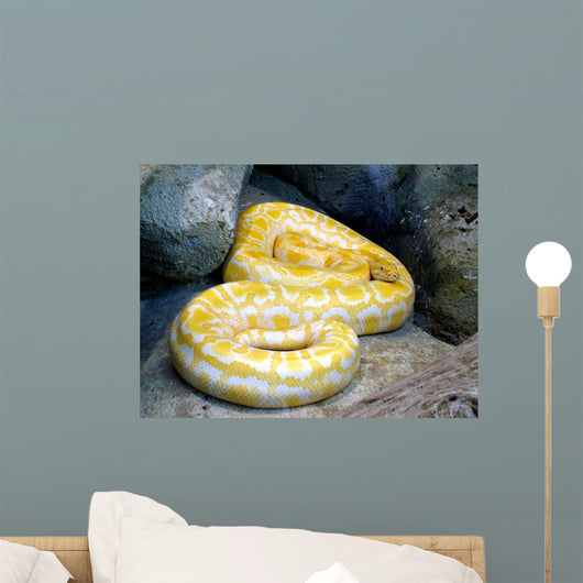 Python Wall Decal