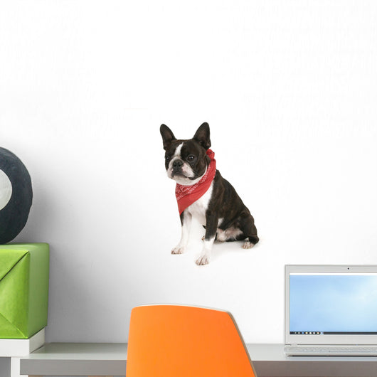 Boston Terrier with Red Wall Decal