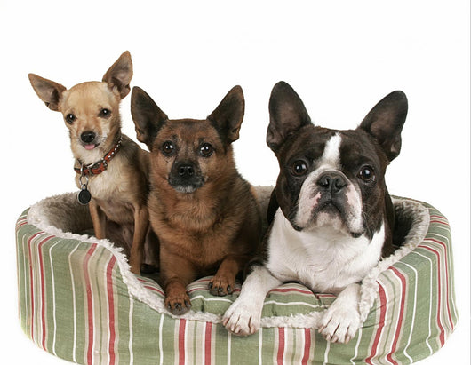 Three Dog Friends Pet Wall Decal