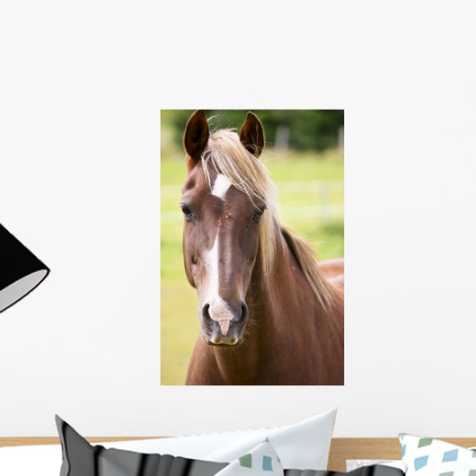 Bay Horse Wall Decal