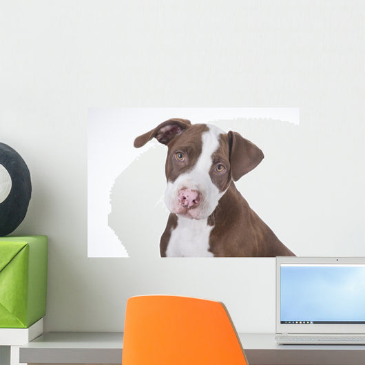 Young Pit-bull Wall Decal
