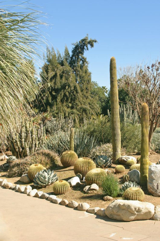 Cacti Species Formal Cactus Wall Decal