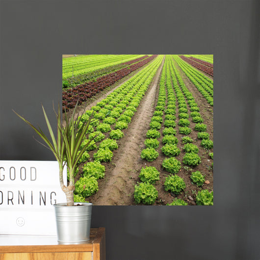 Rows Green and Red Wall Decal