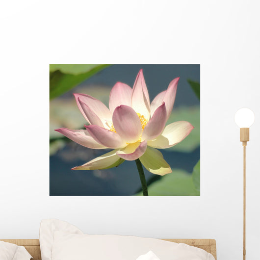 Pink White Lotus Bloom Wall Decal