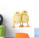 Pair Newborn Yellow Chickens Wall Decal