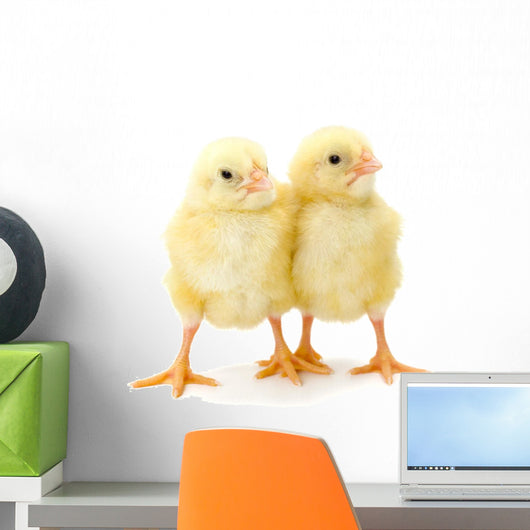 Pair Newborn Yellow Chickens Wall Decal