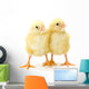 Pair Newborn Yellow Chickens Wall Decal