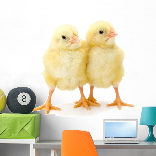Pair Newborn Yellow Chickens Wall Decal