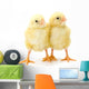 Pair Newborn Yellow Chickens Wall Decal