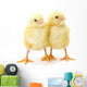 Pair Newborn Yellow Chickens Wall Decal