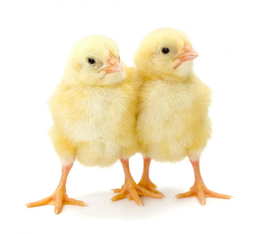 Pair Newborn Yellow Chickens Wall Decal