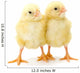Pair Newborn Yellow Chickens Wall Decal