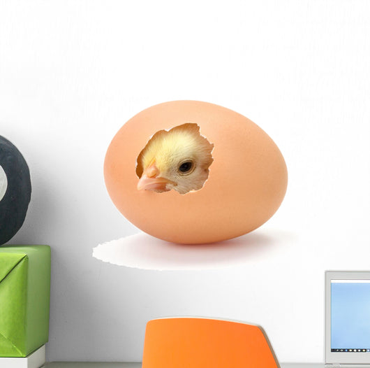 Newborn Yellow Chicken Hatching Wall Decal