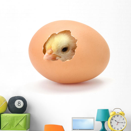 Newborn Yellow Chicken Hatching Wall Decal