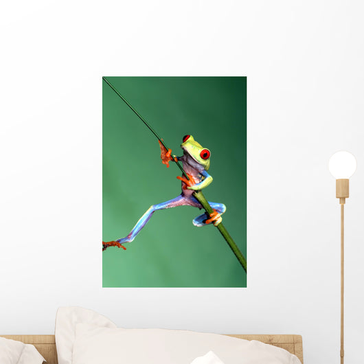 Red Eyed Tree Frog Wall Decal