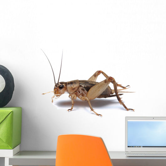 Brown Cricket White Wall Decal