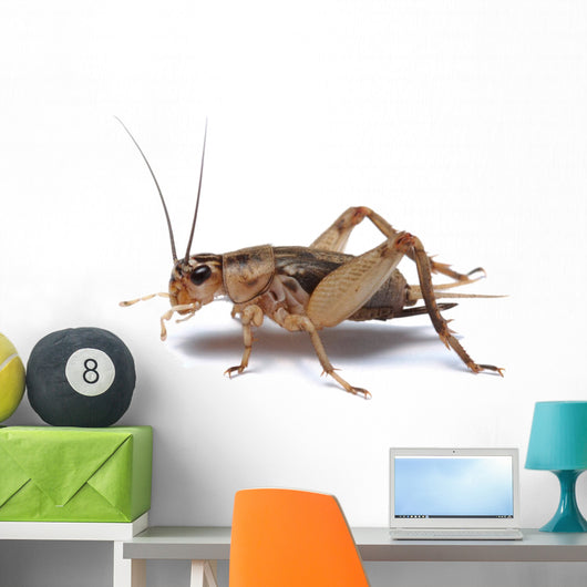 Brown Cricket White Wall Decal