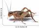 Brown Cricket White Wall Decal