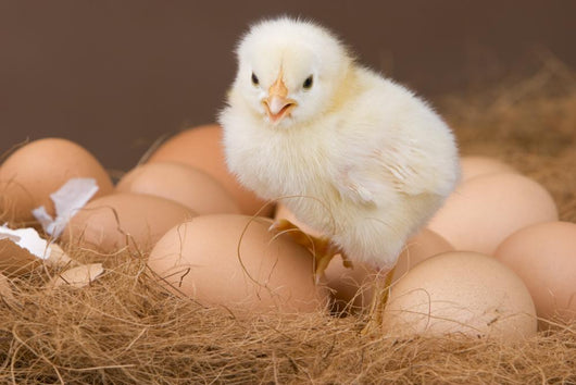 Chick and Eggs Wall Decal