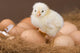 Chick and Eggs Wall Decal