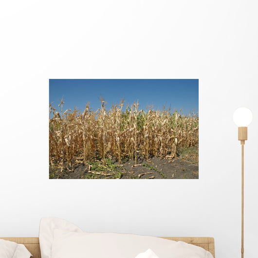 Corn Field Late Summer Wall Decal
