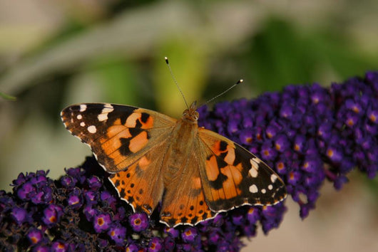 Purple Flowers Butterfly Wall Decal